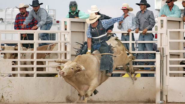 Attendees of the Rex Allen Days celebration watch a bull rider at the professional rodeo. 2011 marks the 60th year of the event that honors the "singing cowboy" from Wilcox, Arizona. 