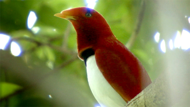 The King Bird of Paradise perched in the branches.