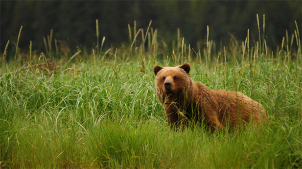 A bear on Alaska's Admiralty Island, which supports the largest concentration of bears anywhere in the world.