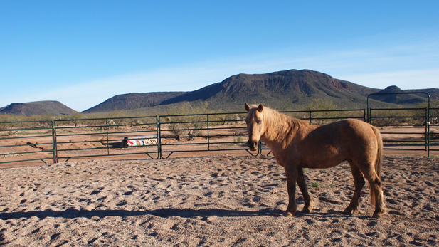 Macho Man, a once-abused horse, now helps Yaqui children work through their own hard times.