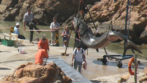 Experts travel to South Africa to dissect a 15-foot-long great white shark.