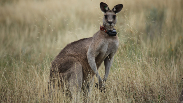 Black Spot, leader of a mob of street-smart kangaroos moving into Australia’s capital city