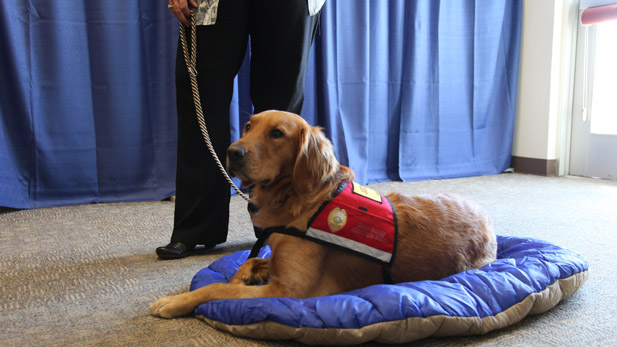 Russell is Pima County Attorney's Office new courthouse dog.