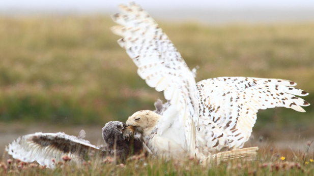nat_snowy_owl_feeding_spot nat_snowy_owl_feeding_spot