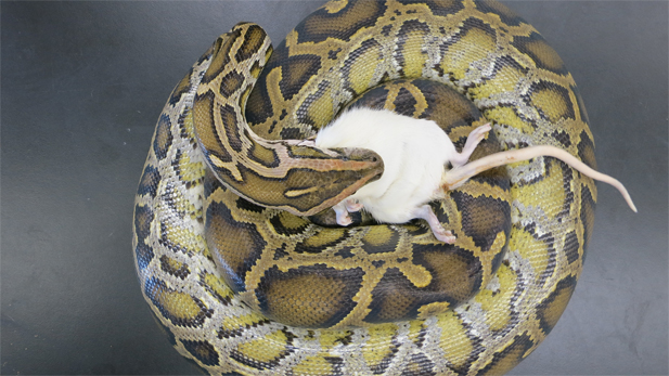 A Burmese Python devours a large rat in Dr. Stephen Secor's lab at the University of Alabama.