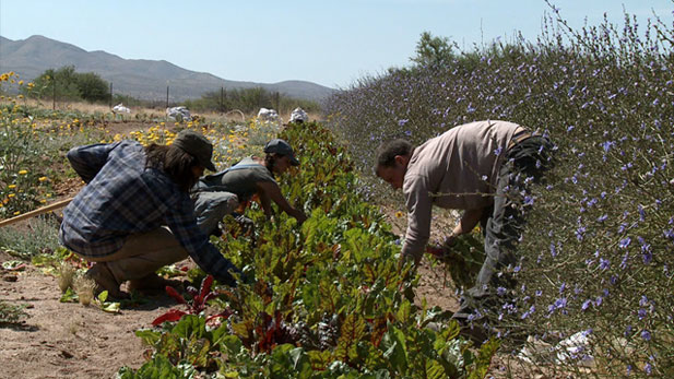 Immigrants picking vegetables spot