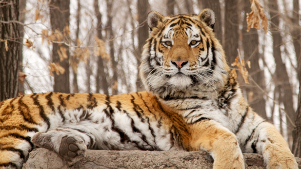 Raised in captivity, this adult male tiger is seen lying on a man-made lookout. As in the wild, he uses this high point to sit and watch across his territory.