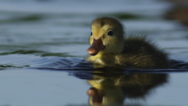 A red head duckling found in Egland, North Dakota.