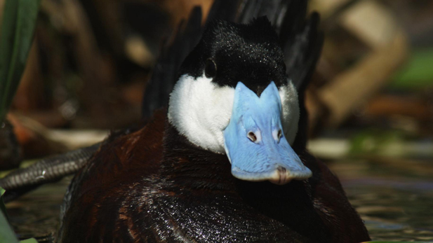 nature_ruddy_duck_spot