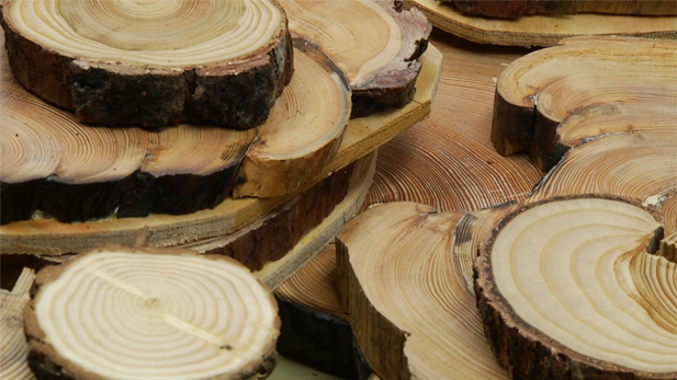 Tree Rings Spotlight