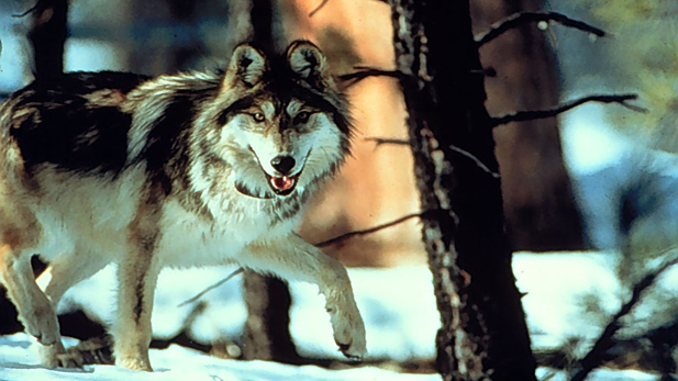 Mexican gray wolf, Canis lupus baileyi