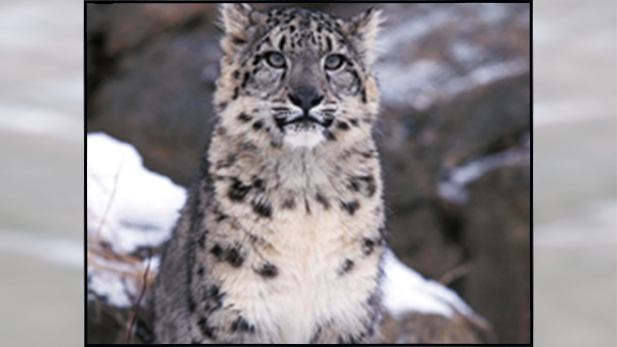 himalayas_snow_lepard_spot