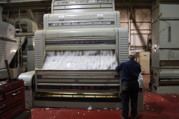 ginning cotton