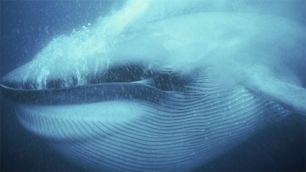 A blue whale engulfs huge volumes of water before filtering it out its prey; Mexico.