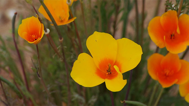 Winter wonder desert style: an abundance of wildflowers on the bloom. Here, golden poppies.