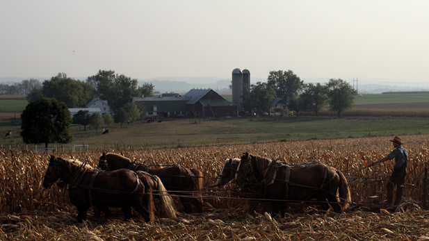 An Amish farmer working in his field with a team of horses.