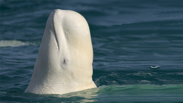 A beluga in Cunningham Inlet on Somerset Island, Nunavut, Canada.