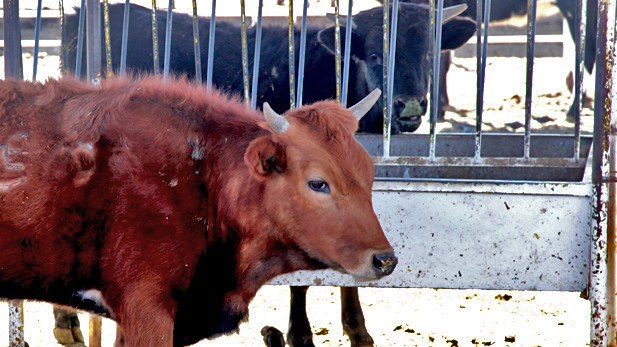 The Arizona Farm Bureau estimates that Arizona ranchers produce more than 380 million pounds of beef annually.