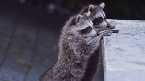 Are human beings, in an effort to outwit raccoons, actually making them smarter and unwittingly contributing to their evolutionary success? Scientists from around the world share their thoughts.