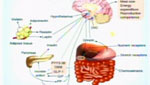 Prescription and OTC Options for Weight Loss