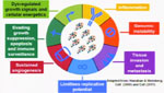Energy Balance, Metabolism and Cancer Prevention: Transdisciplinary Approaches