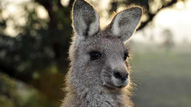 A young Eastern Grey Kangaroo 12 months after the fires.