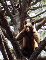 Bear with cubs reef campground 160x210