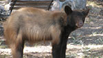 Black Bear discovered in Huachuca Mountains