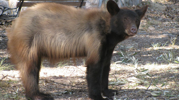 Black bear roaming in Huachuca Mountains (file photo)