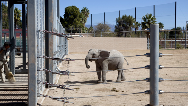 elephants_baby_spotlight