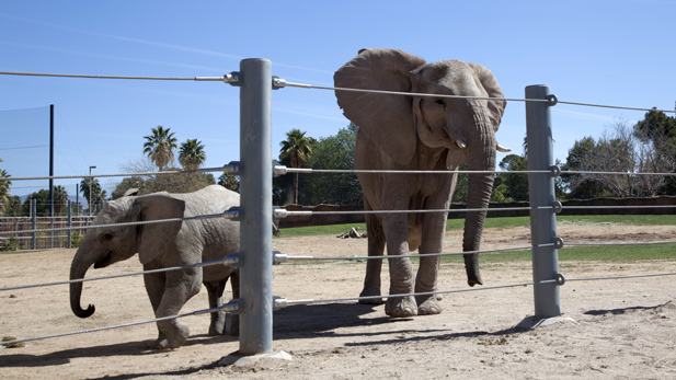 Semba and offspring Sundzu at Reid Park Zoo. Semba gave birth to a female calf Wednesday night. 