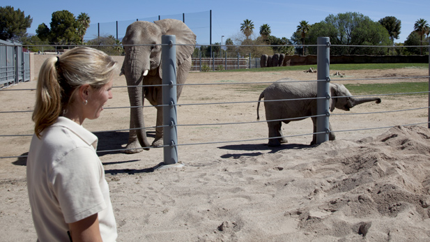 Reid Park Zoo Area Supervisor Sue Tygielski walks on the main part of the exhibit while Sundzu and his mother Samba walk around the training area.