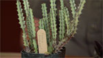 Maybe it's the challenge presented by the desert environment that helps to make gardening and horticulture such popular pastimes in Arizona. Those plant lovers looking to add some variety or perhaps more challenge to their gardens will have an opportunity at the Tucson Botanical Gardens Weird Plant Sale.