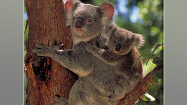 Koala with joey on a tree, learning to adapt to the consequences of urbanization and habitat erosion.