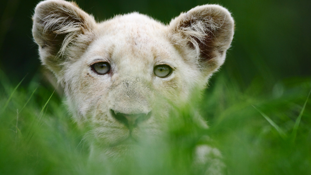 White lion cub Shinga