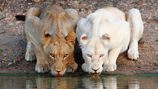 nature_white_lions_drinking_spot