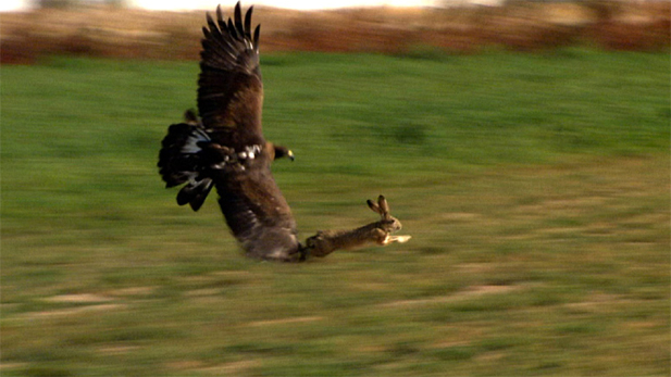 An eagle, with orbs larger than its brain, can spot a rabbit or other prey from hundreds of feet away. A rabbit skull is built on a shock-absorbing joint, helping to stabilize vision while leaping at top-speed to escape predators. 