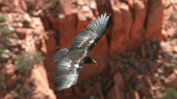 A California condor soars near the Grand Canyon. It is the most endangered bird in North America. It's also the largest, with a wingspan of about nine feet.