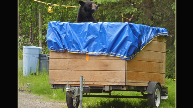 nat_frontier_black-bear_male_spot