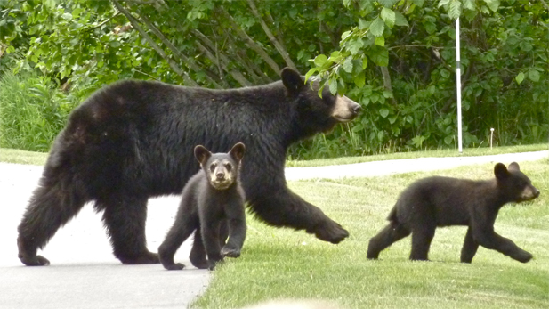 This mother black bear and her cubs are true urban bears. They have learned to look both ways before crossing the street.