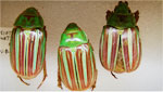 The University of Arizona Insect Collection currently houses more than 2 million specimens representing a substantial portion of the Southwest's known insect life.