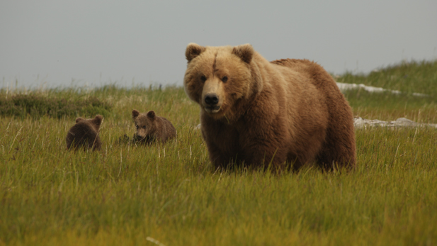 "City of Bears." Nadie and cubs in sedge meadow during mating season.