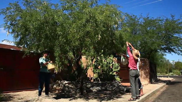 Desert harvesters are harvesting mesquite trees.