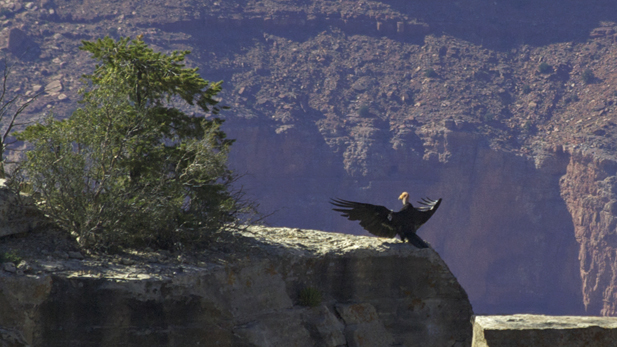 condors_grand-canyon-sentinel_617x347