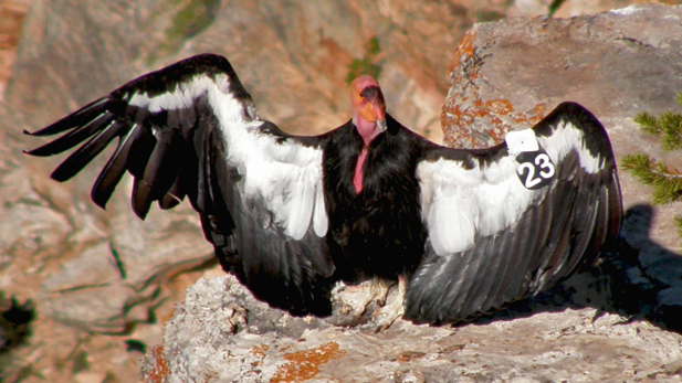 condors_sentinel-closeup_617x347