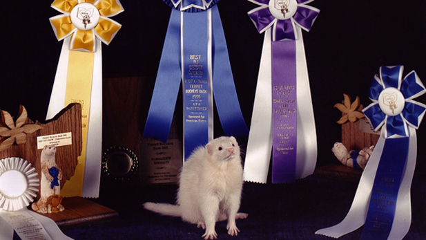 A ferret poses amidst the various Buckeye Bash prizes.