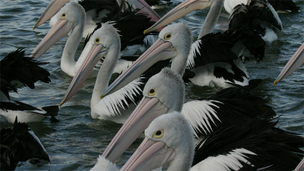 nature_pelicans_2_spot