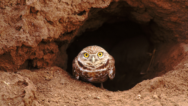 nature_animal-home_owl_spot