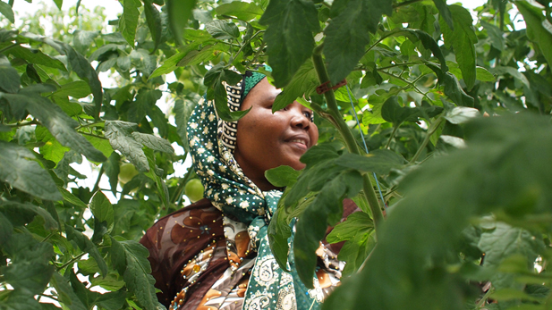 Marian Ahmed harvests tomatoes with the Iskashitaa Refugee Network. Ahmed is a refugee from Somalia who arrived in the U.S. more than eight years ago.