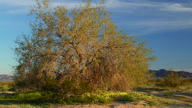 The Ironwood tree can live up to 800 years.